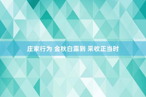 庄家行为 金秋白露到 采收正当时