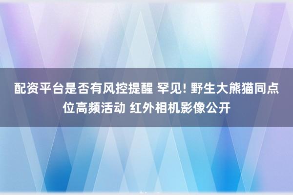 配资平台是否有风控提醒 罕见! 野生大熊猫同点位高频活动 红外相机影像公开