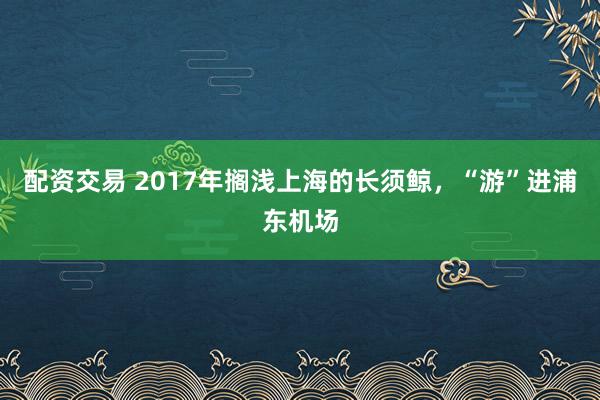 配资交易 2017年搁浅上海的长须鲸，“游”进浦东机场